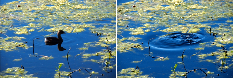 [Two images side by side of a grebe in Lake Toho. On the left the grebe swims atop the water and on the right it dove below the water and all one sees are bubbles and a water swirl.]